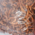 Dry Large Shrimp